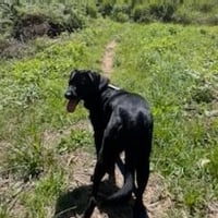 Bear - Photo 2