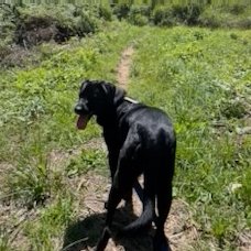 BEAR - Labrador Retriever available for adoption