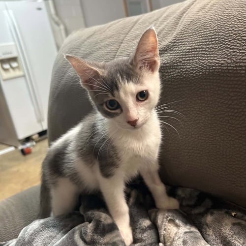 BORRBY - Domestic Short Hair available for adoption