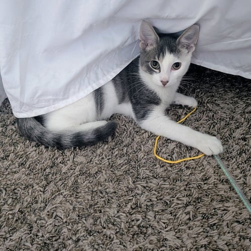 BORRBY - Domestic Short Hair available for adoption