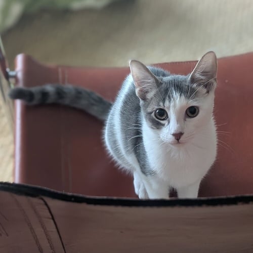 BORRBY - Domestic Short Hair available for adoption