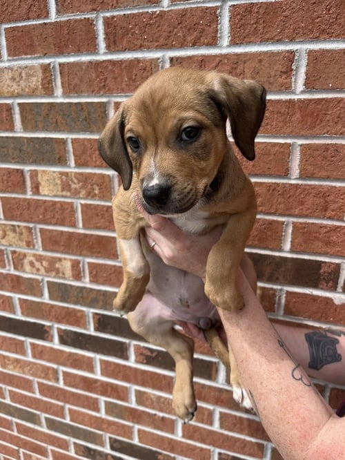 CALYPSO - Terrier available for adoption