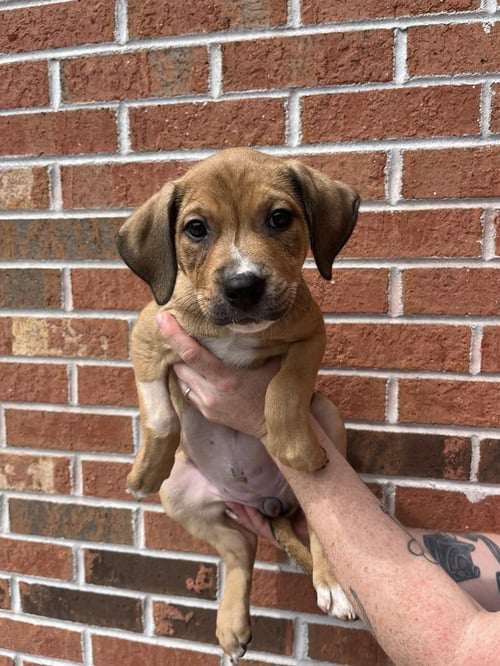 CALYPSO - Terrier available for adoption