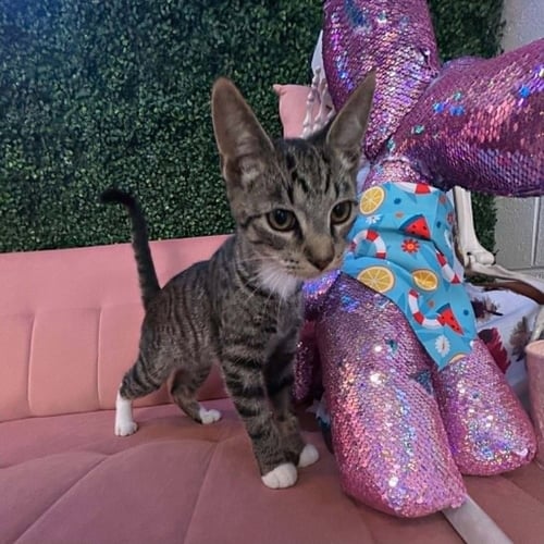 FALLON - Domestic Short Hair available for adoption