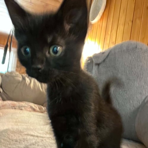 GYOZA - Domestic Short Hair available for adoption