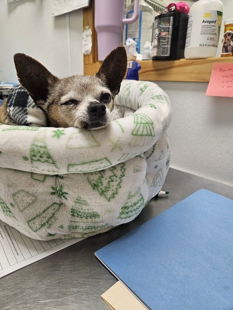 TACO - Chihuahua available for adoption