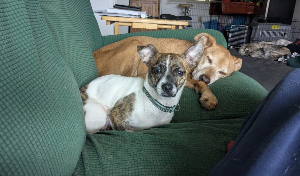 CANDY - Terrier available for adoption