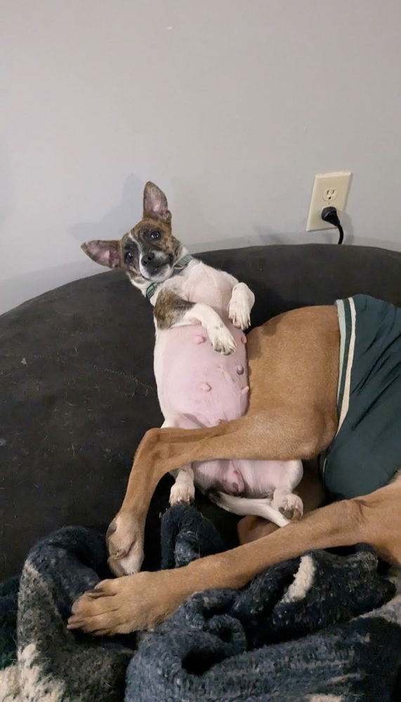 CANDY - Terrier available for adoption