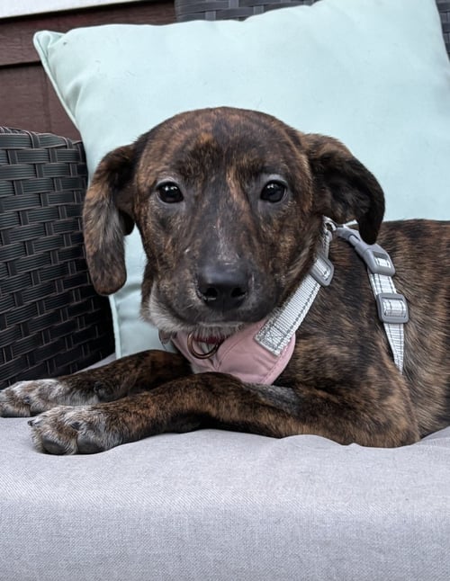 NETTLE - Terrier available for adoption