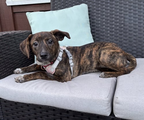 NETTLE - Terrier available for adoption
