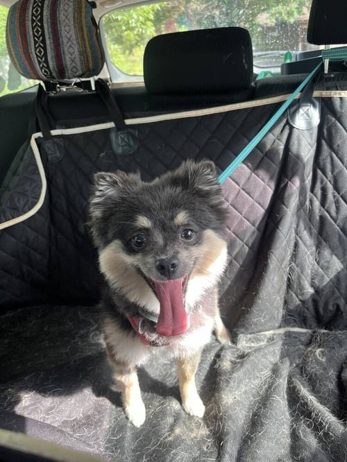 TRIXIE - Pomeranian available for adoption