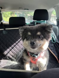 Trixie - Photo 3