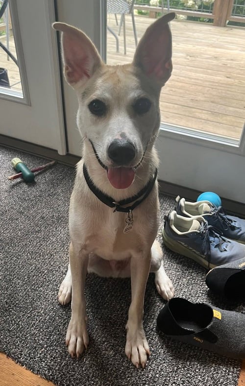 STANLEY - Terrier available for adoption