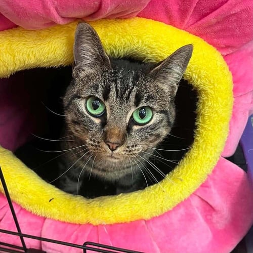 TIA - Domestic Short Hair available for adoption