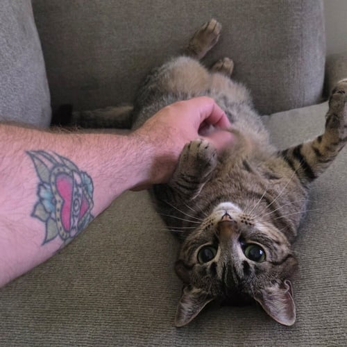 BONNI - Domestic Short Hair available for adoption