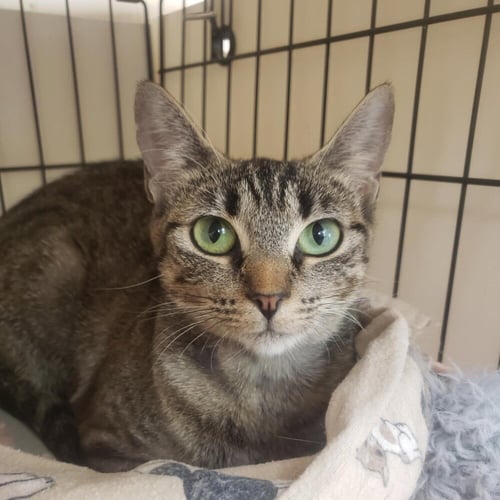 BONNI - Domestic Short Hair available for adoption