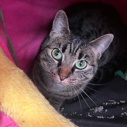 TIA - Domestic Short Hair available for adoption