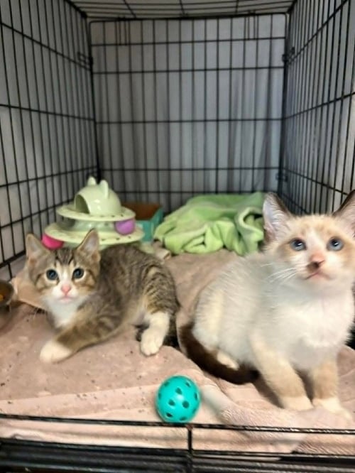 SAVANNAH - Domestic Short Hair available for adoption