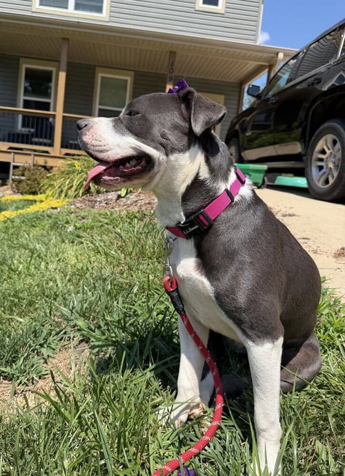 JUNIE - Pit Bull Terrier available for adoption