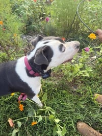 Junie - Photo 2