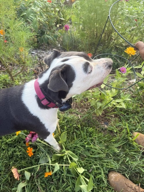 JUNIE - Pit Bull Terrier available for adoption