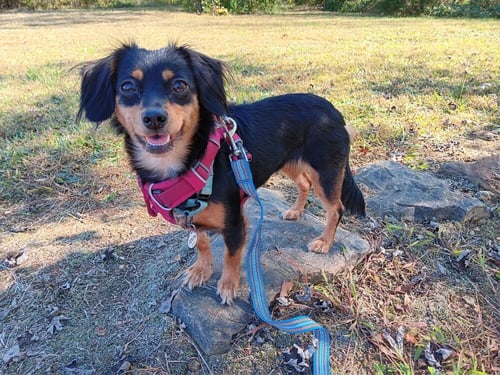 WINNIE - Terrier available for adoption
