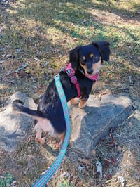 Winnie - Photo 4