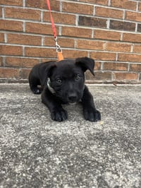 Voodoo Ranger - Photo 2