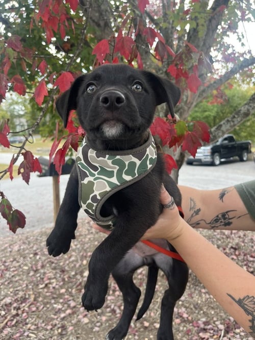 VOODOO RANGER - Terrier available for adoption