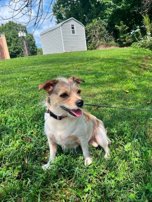 LAYLA - Terrier available for adoption
