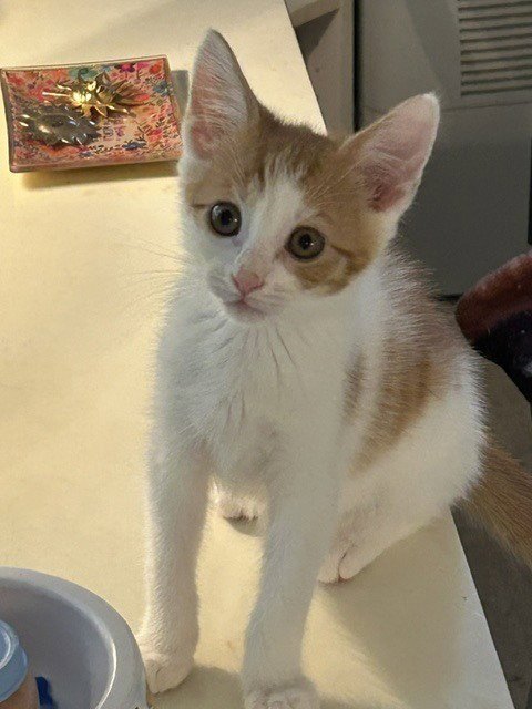 RITZ - Domestic Short Hair available for adoption