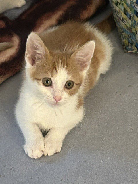 RITZ - Domestic Short Hair available for adoption