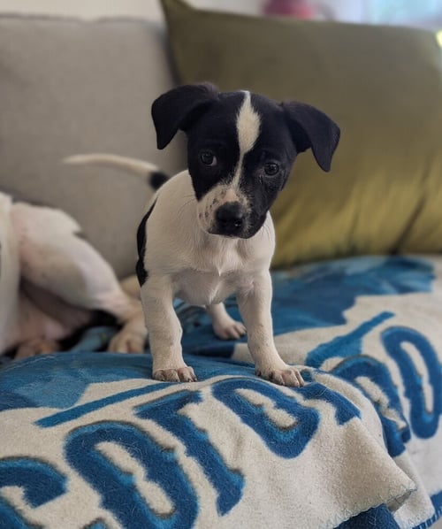 LADLE - Terrier available for adoption