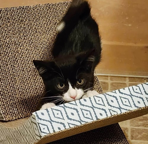 HOPSCOTCH - Domestic Short Hair available for adoption