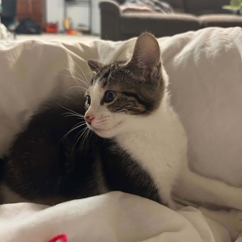 BIBBI - Domestic Short Hair available for adoption
