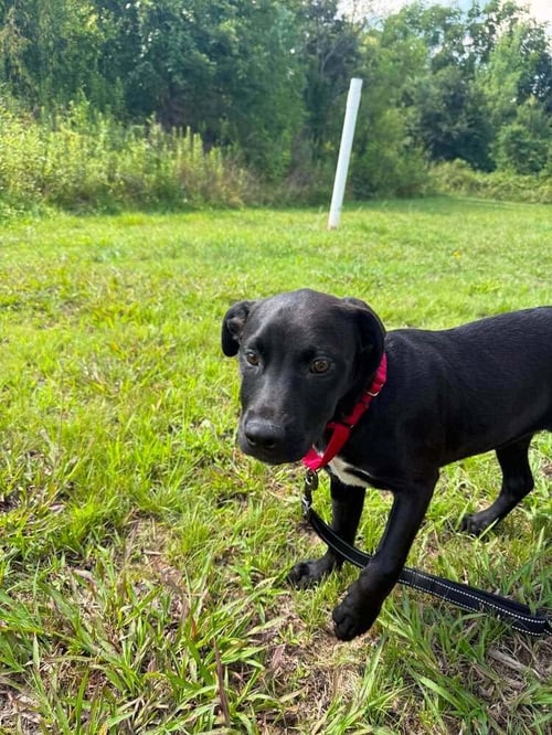 FERDINAND - Terrier available for adoption