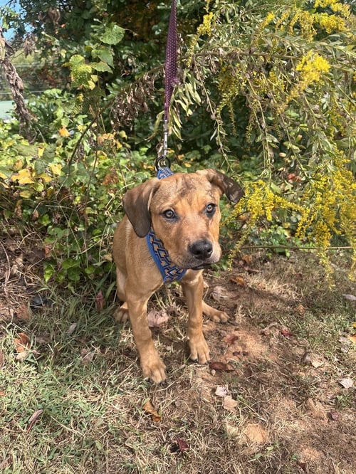 LA FOLIE - Terrier available for adoption