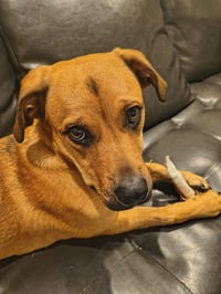 Honey - Photo 2