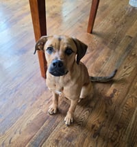 Honey - Photo 1