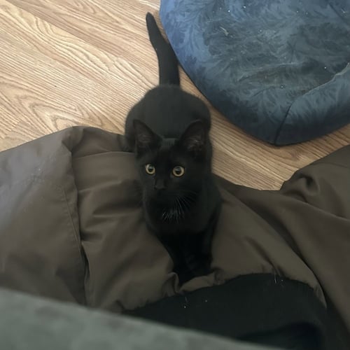 YAZID - Domestic Short Hair available for adoption