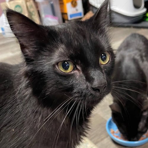 AFTER DARK - Domestic Medium Hair available for adoption