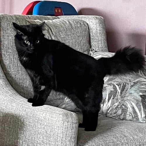 AFTER DARK - Domestic Medium Hair available for adoption
