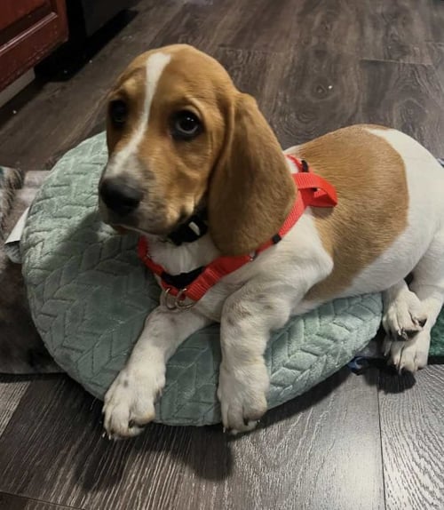 MYLO - Basset Hound available for adoption
