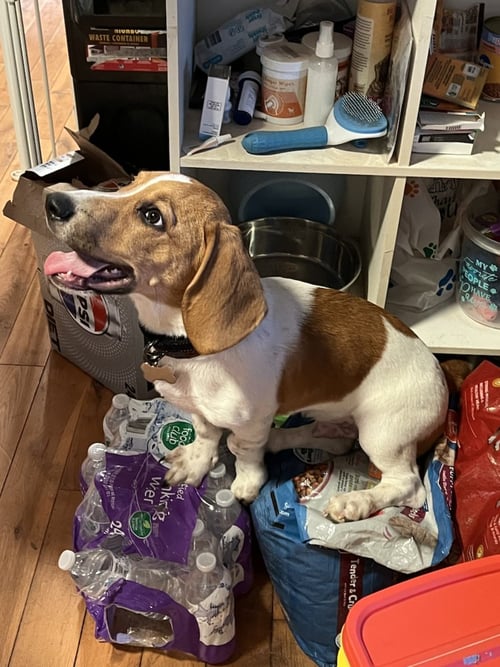 MYLO - Basset Hound available for adoption