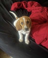 Mylo - Photo 3