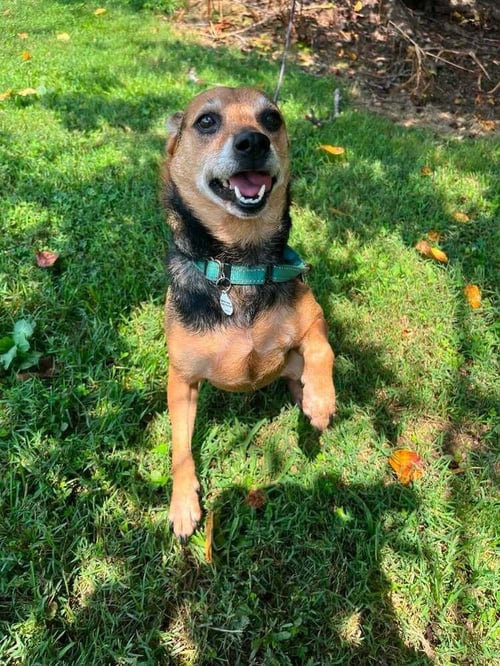 BARLOW - Terrier available for adoption