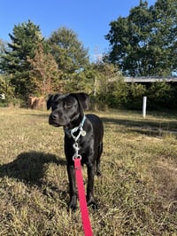 Chex - Photo 4