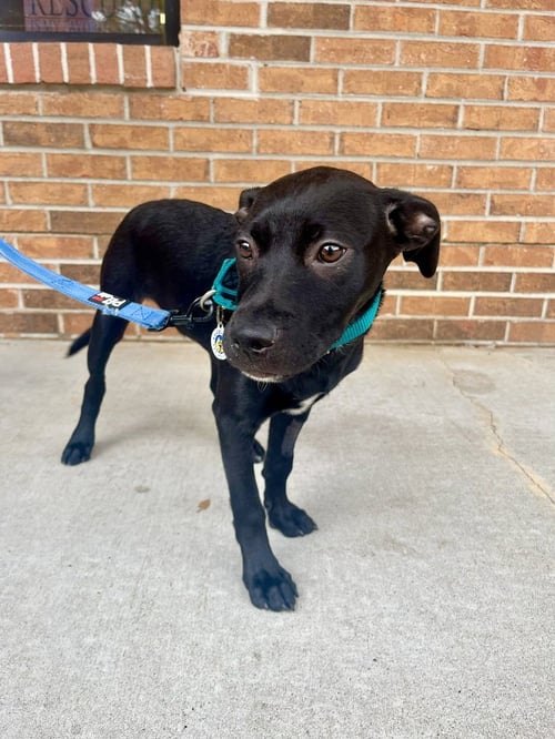CHEX - Terrier available for adoption