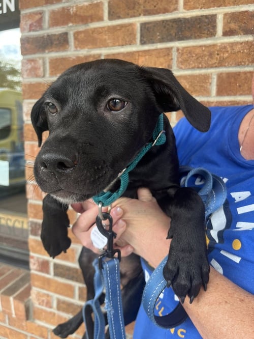 CHEX - Terrier available for adoption