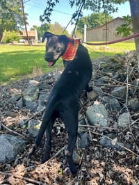 Chex - Photo 4